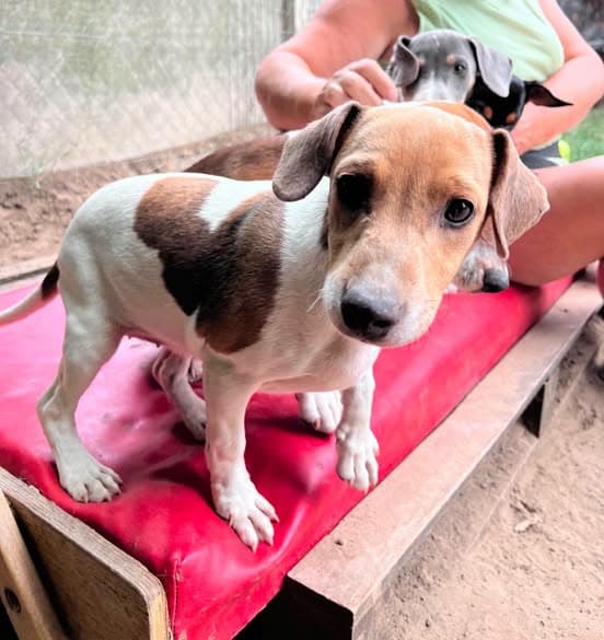 Jack Russell jellegű alom, mentett kutya